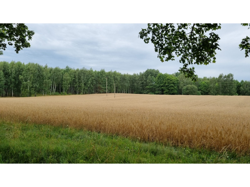 Haćki dz. nr ew.: 372 i 373, pow. 2.4011 ha