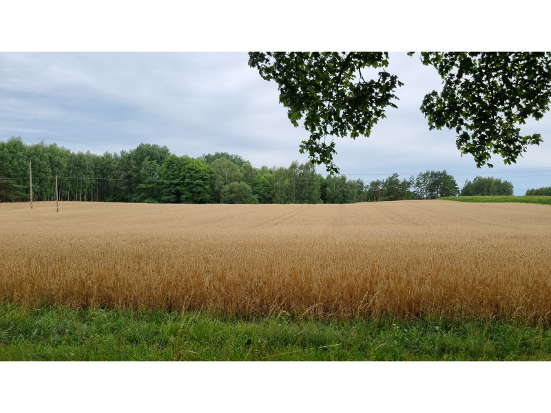 Haćki dz. nr ew.: 372 i 373, pow. 2.4011 ha