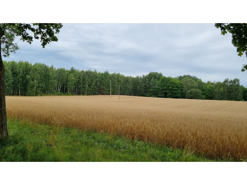 Haćki dz. nr ew.: 372 i 373, pow. 2.4011 ha